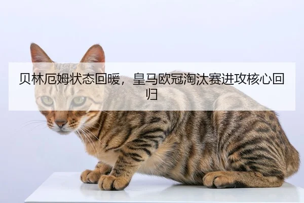 贝林厄姆状态回暖，皇马欧冠淘汰赛进攻核心回归